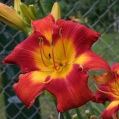 BIG HONKING VA VA VA VOOM